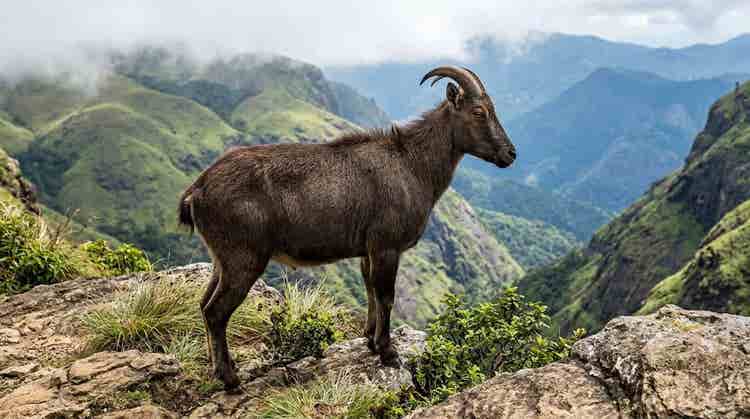 Nilgiri-tahr