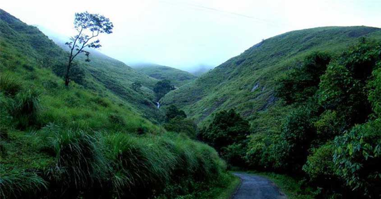 gavi-forest area
