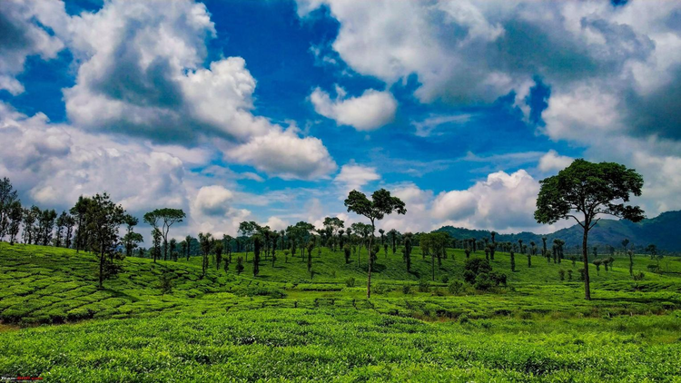 tea estates