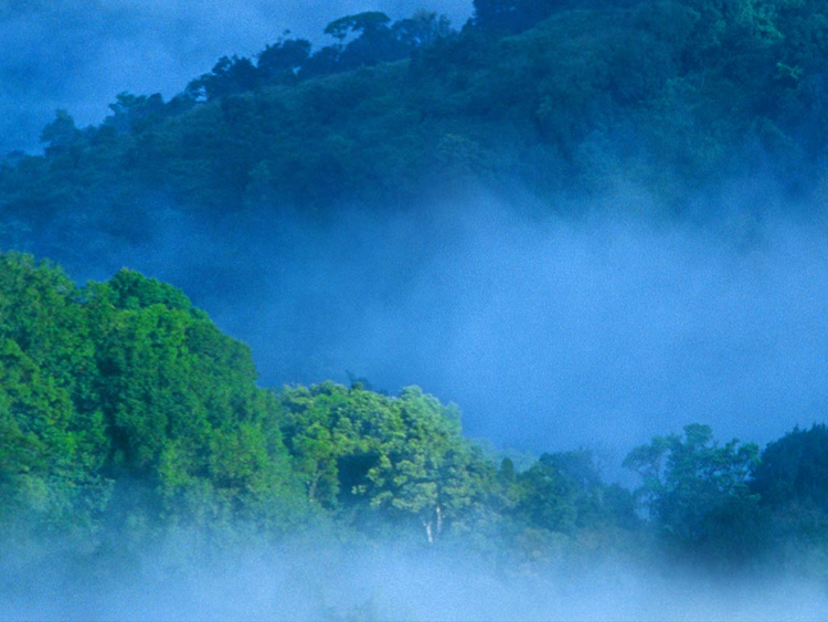 misty neliampathy